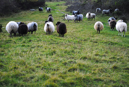 羊牧场绵羊羊群羊肉农业主权羔羊羊毛乡村动物背景图片