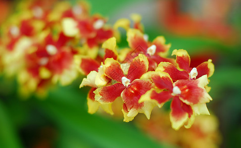 红黄兰花花园艺红色黄色兰花花园植物群背景图片