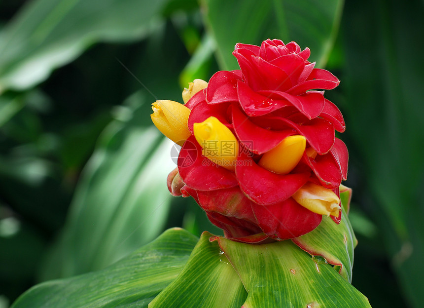 螺旋金姜 科斯多斯 共生黄红花花瓣红色黄色花园植物群图片