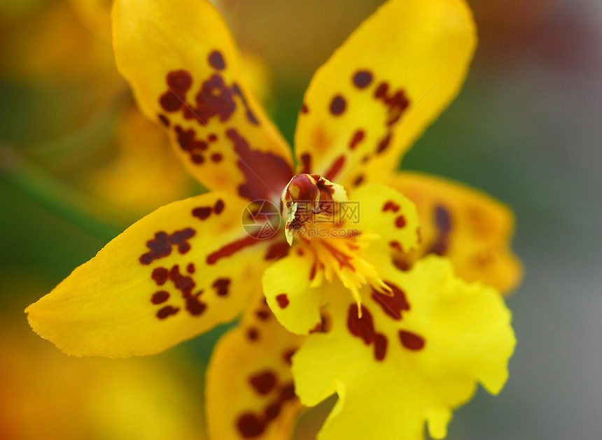 黄色棕褐兰花花植物群花园花瓣兰花棕色图片