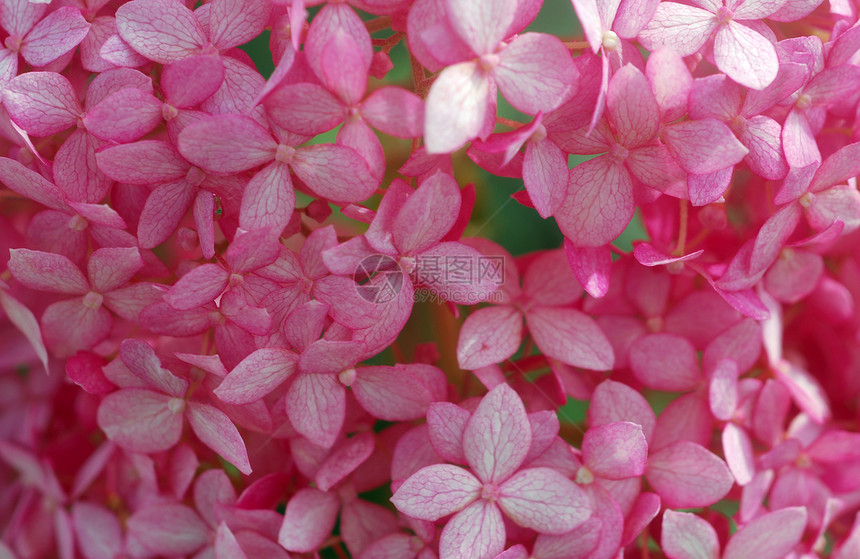 粉红白花花园花瓣白色图片