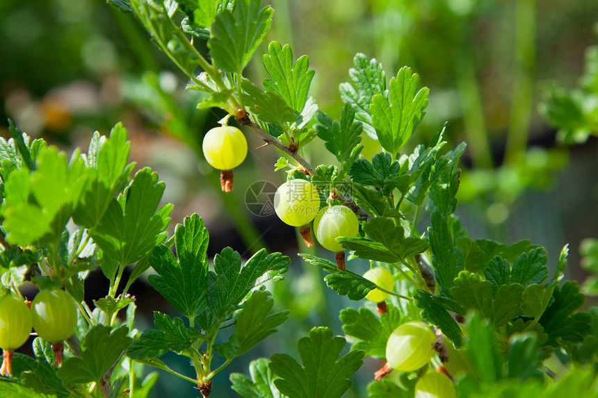 树枝上的鹅莓植物绿色太阳蔬菜花园食物枝条醋栗衬套树叶图片