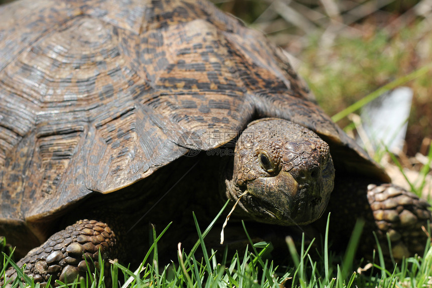 乌龟吃草宠物绿色爬虫草地食物荒野爬行动物野生动物植物园水平图片