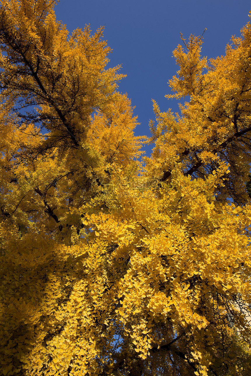 秋天的Ginkgo树银叶森林金子蓝色树木植被分支机构木头生态植物学图片