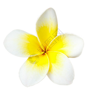热带花朵freangipani背景图片