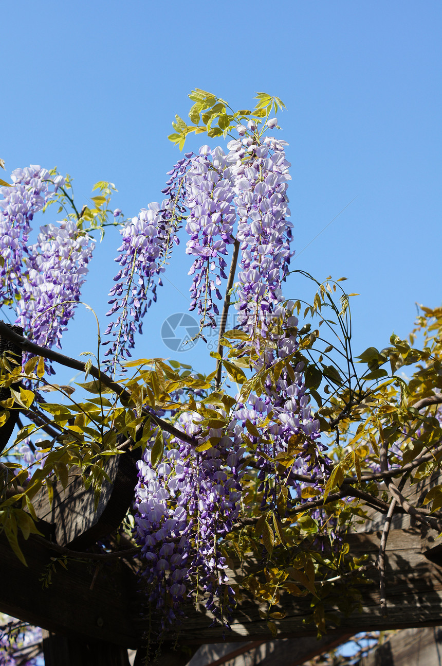 西部地区美丽活力紫色阳光园艺薰衣草白色生长花朵花瓣图片