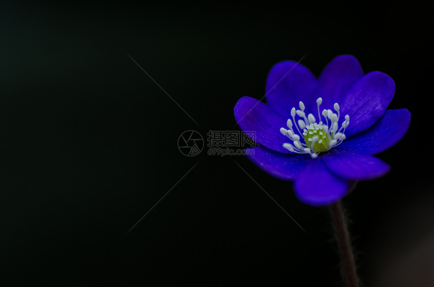 共同热量封闭肝病蓝色季节荒野蔬菜植物群肾草欢呼紫色花瓣图片