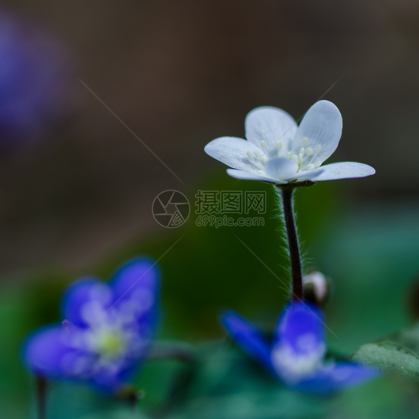 白人共同肝脏花瓣团体麦汁植物宏观蔬菜蓝色植物群欢呼火花图片