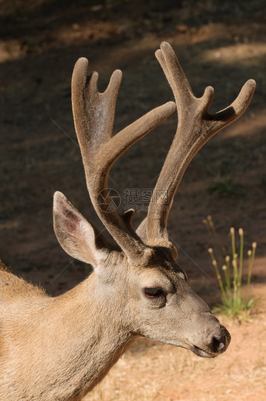 加州黑尾牛鹿角黑尾分岔荒野黑色男性动物反刍动物偶数骡鹿图片