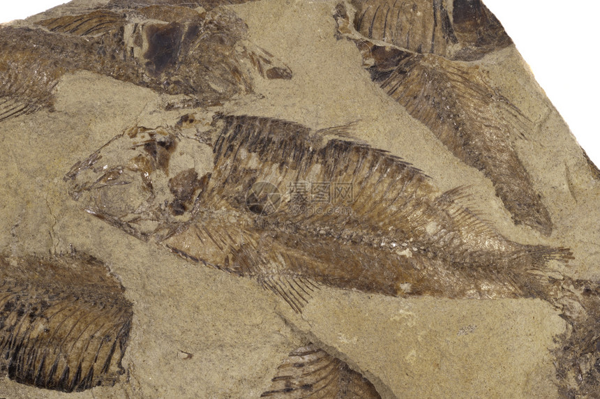 化化鱼类脊柱砂岩古生代化石生物标本海洋古学古生物学考古图片