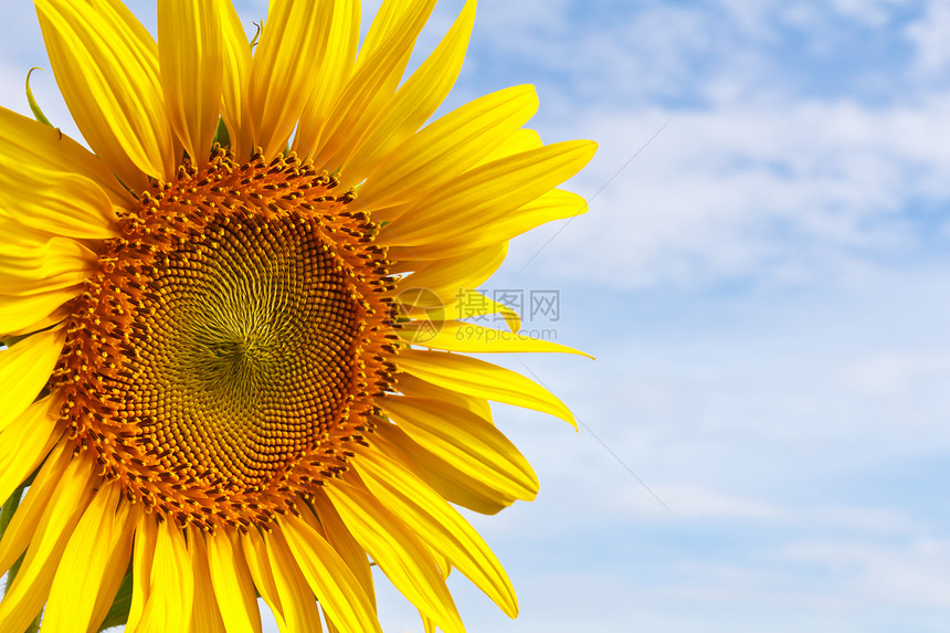 特写向日葵植物文化太阳天空金子晴天场地草地色彩栽培图片