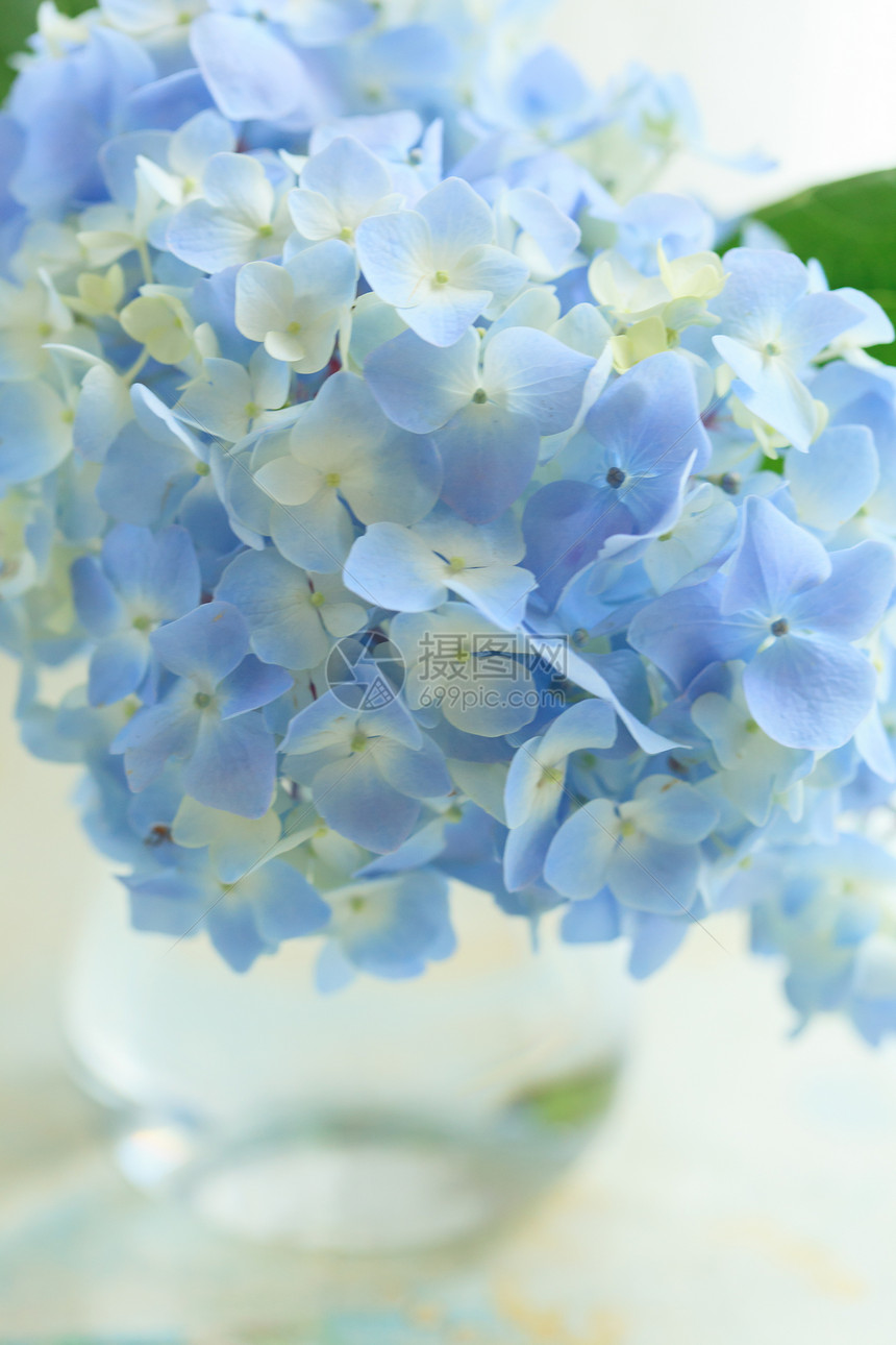 花瓶中的蓝色花朵花束压痛紫丁香叶子花店展示植物学季节植物餐厅图片