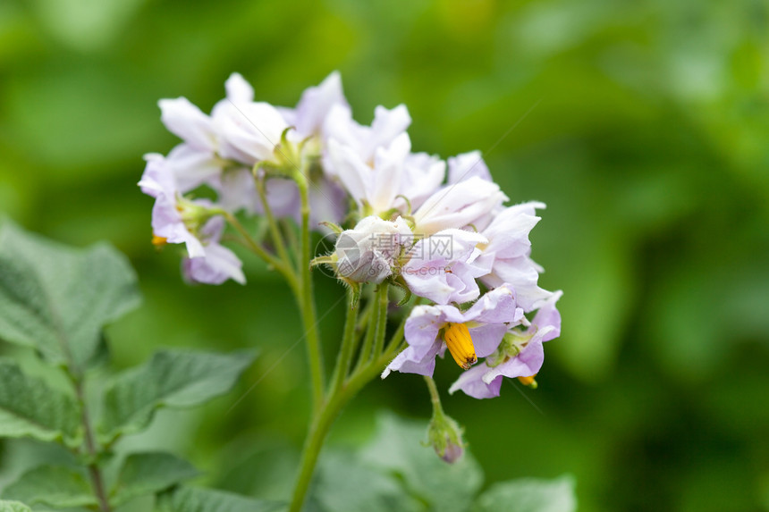 土豆花场地紫色草本植物花园宏观植物群绿色农场土豆植物图片