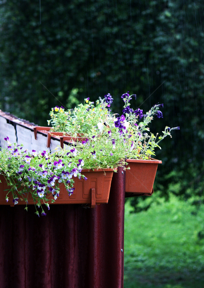 阳台上的花朵蓝色叶子院子阳光花瓣植物篮子植物学季节露台图片