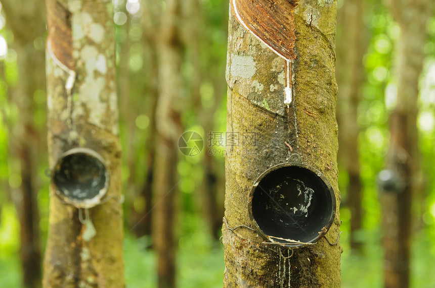 橡胶树背景 泰国橡胶树种植园 Sosea树液橡皮乳胶树干收藏森林绿色水平热带牛奶图片