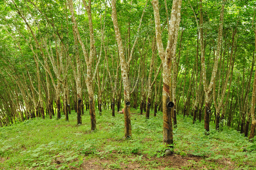 橡胶树背景 泰国橡胶树种植园 Sosea水平收藏牛奶橡皮树液绿色热带风景叶子图片