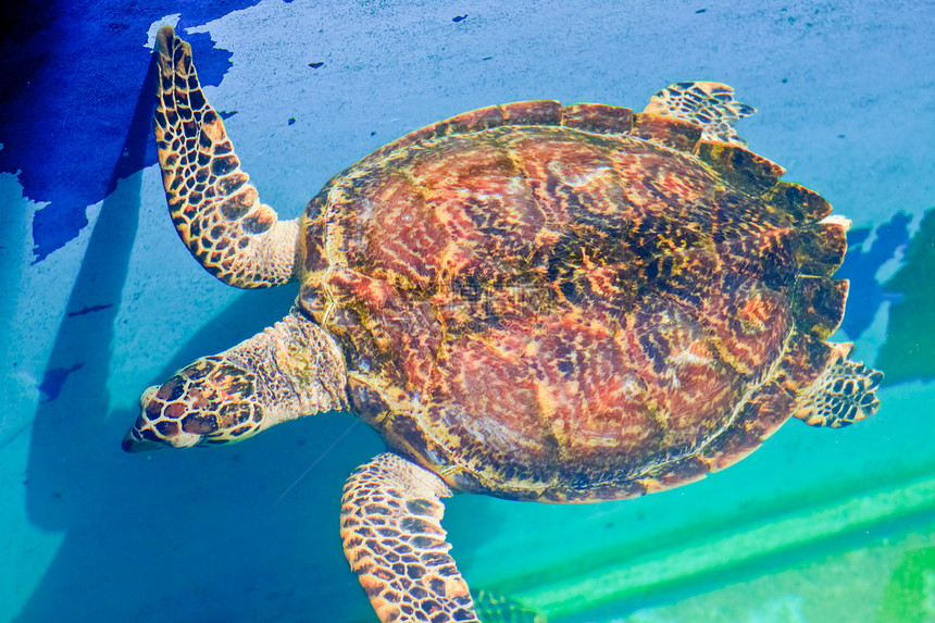 泰国Rayong省水族馆的海龟生活旅行潜水生物学动物盐水热带荒野海滩潜水员图片