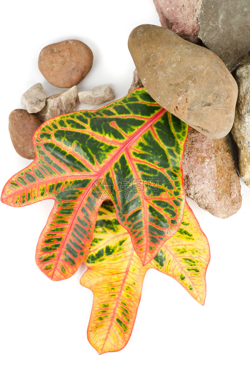 带有彩叶的石头卵石身体叶子药品植物治疗生活岩石环境平衡图片