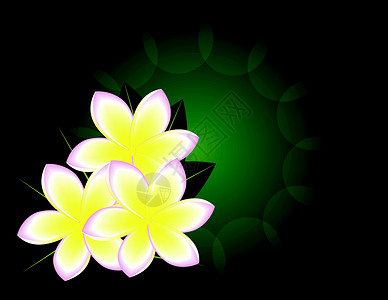 木兰花圆圈床单花瓣植物背景图片