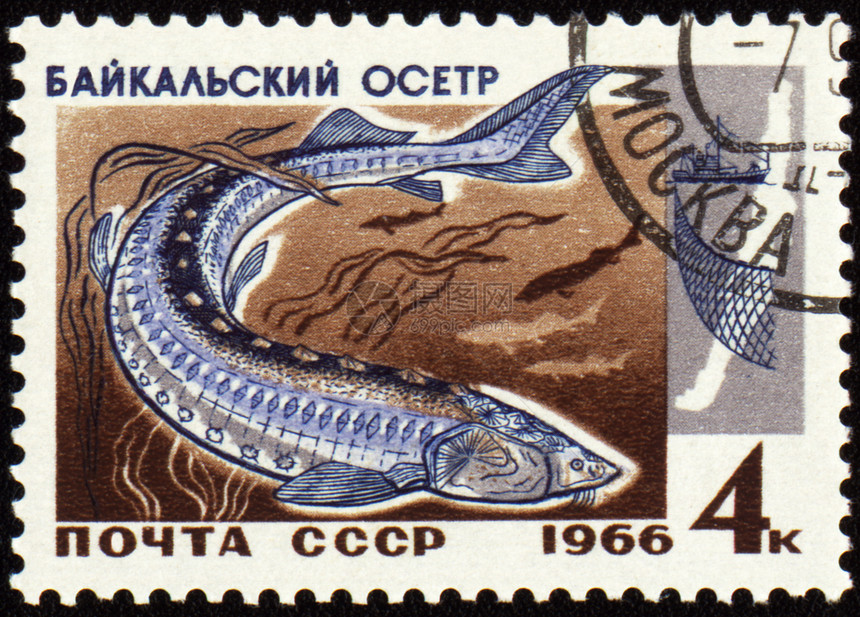 贴在邮票上的Baikal外科医生图片