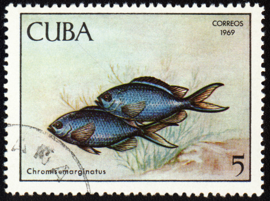 贴在邮票上的鱼章图片