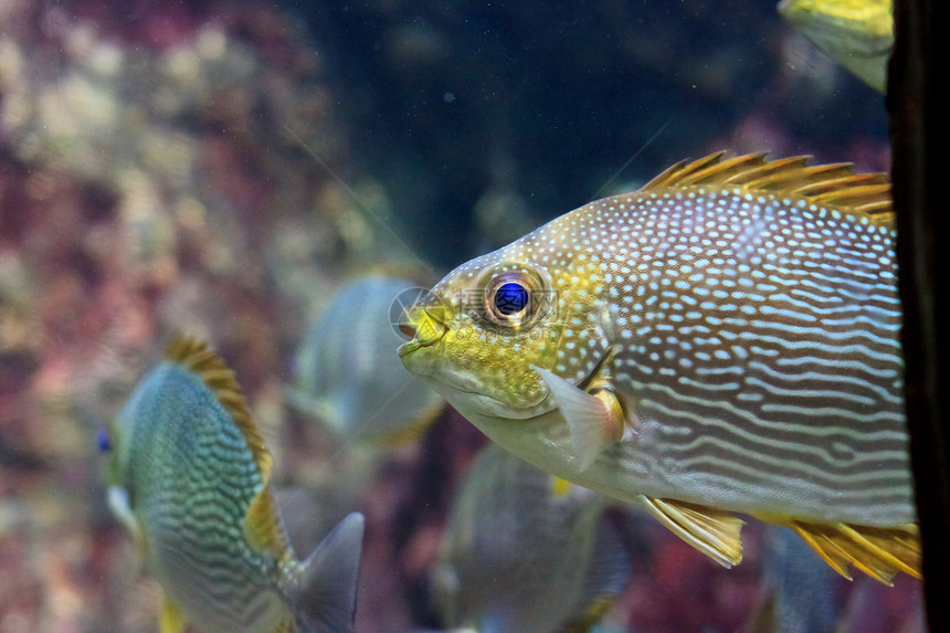 泰国Rayong省水族馆内的阿尼米纳鱼动物单眼皮热带白色条纹珊瑚海葵红色海洋黄色图片