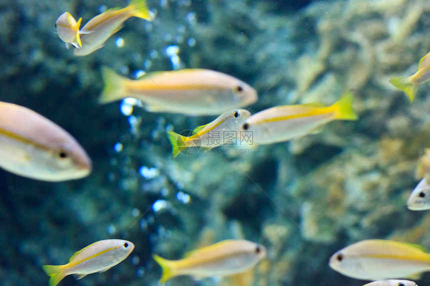 泰国Rayong省水族馆内的阿尼米纳鱼白色热带海葵两栖红色游泳珊瑚黄色橙子海洋图片