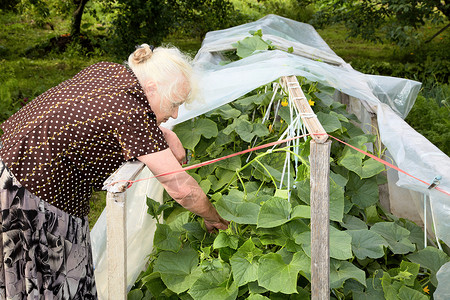 那个老妇人住在黄瓜灌丛的温室里老年衬套情节个人退休工作家庭作业奶奶花朵花园背景图片