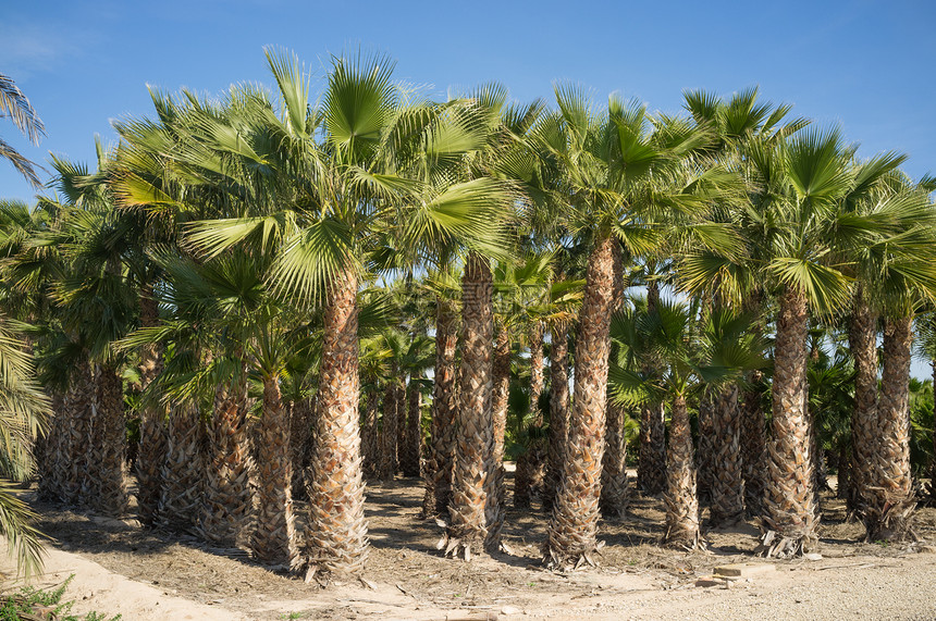 棕榈种植园苗圃园艺植物植物园生长农业热带农场水平植物群图片