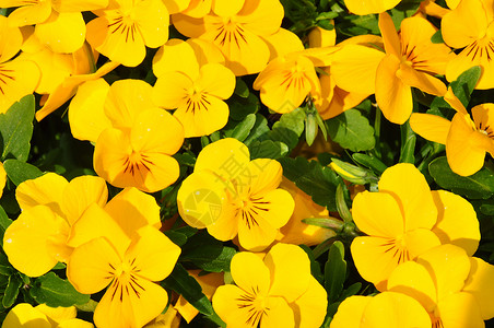 黄紫色花朵植物群黄色三色花园植物中提琴背景图片