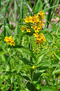 黄线Lysimachia粗俗草本植物黄色植物植物群背景图片