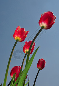 红色郁金香天空花园植物群花朵植物背景图片