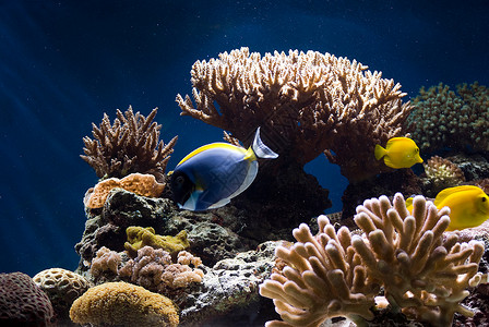 含有鱼类和珊瑚的水族馆假期荒野生活潜水员游泳浮潜花园蓝色潜水旅行巴厘岛高清图片素材