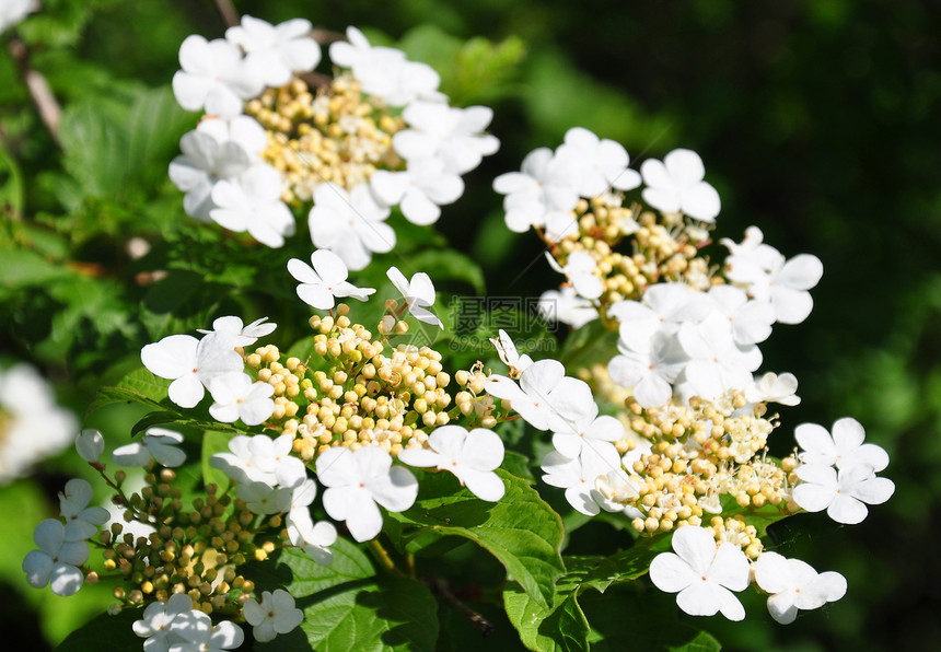 盖尔德玫瑰荚蒾白色树叶叶子植物群花朵衬套乌贼木质灌木图片