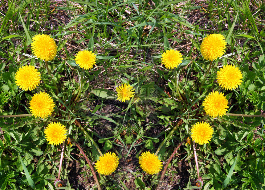 由黄色的花朵在绿草上造出的心图片