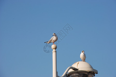 海鸥在柱子上白色栖息旗杆鸟类海滨野生动物天空旗帜背景图片