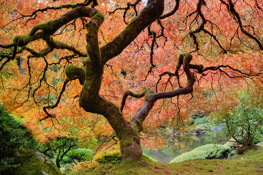 秋天的旧日日明树叶子公园橙子池塘灌木民众植物反射苔藓红色图片
