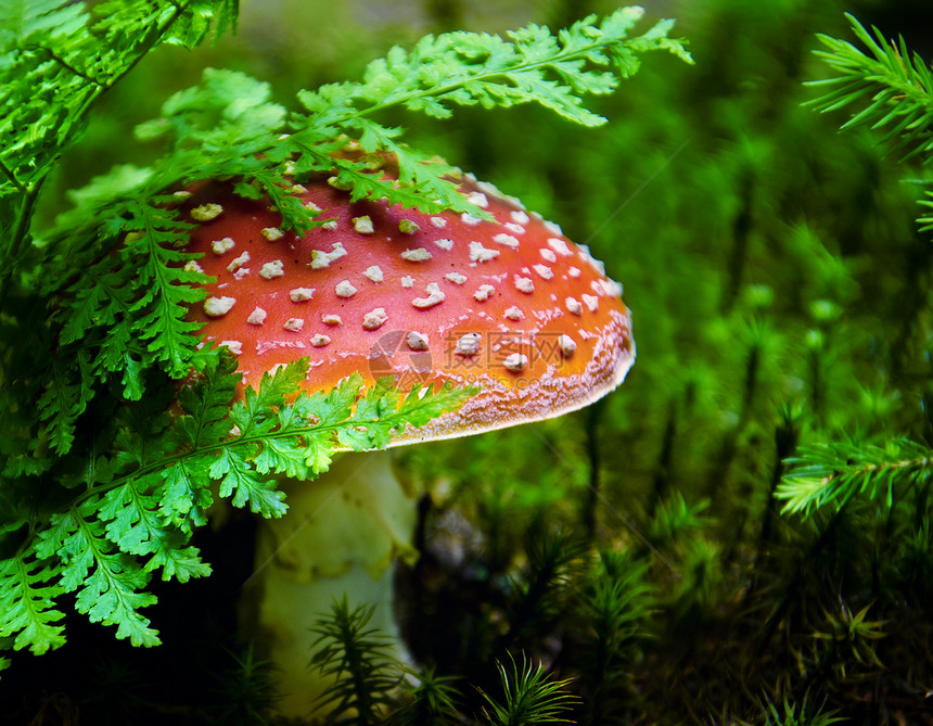 蘑菇菌类季节荒野公园毒菌木头森林生物药品地面图片