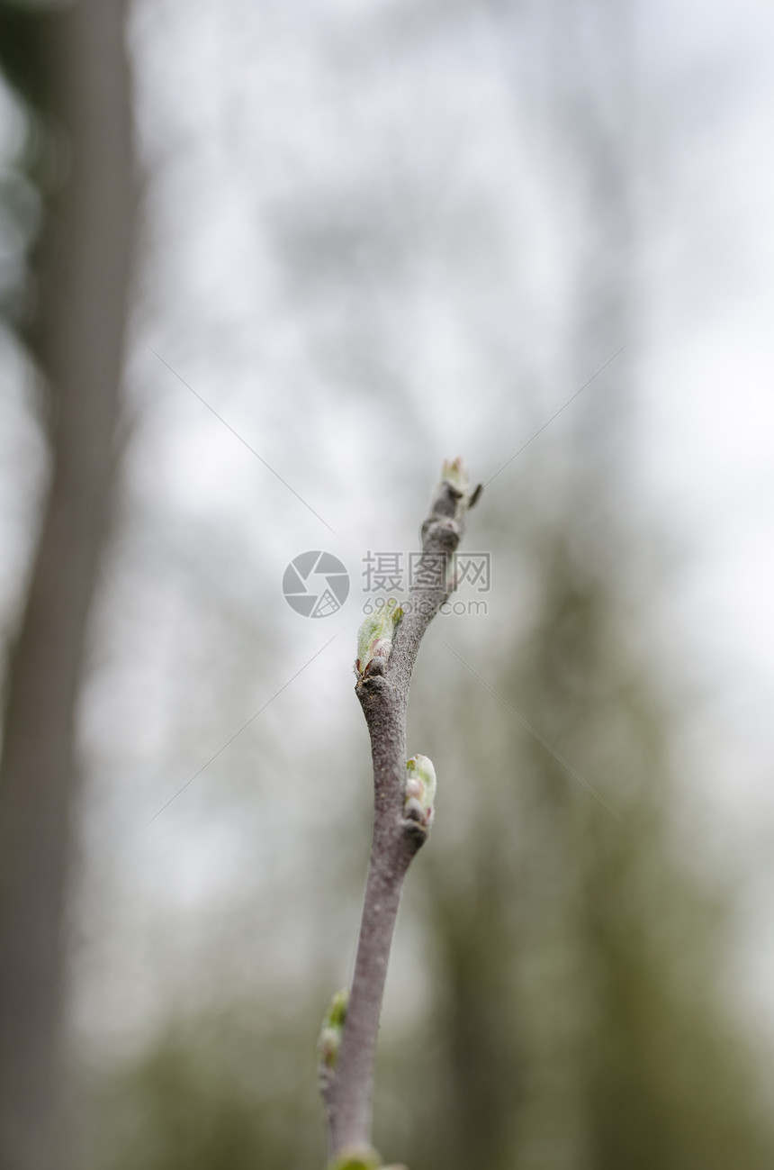 特写苹果树上的初青叶和嫩芽图片