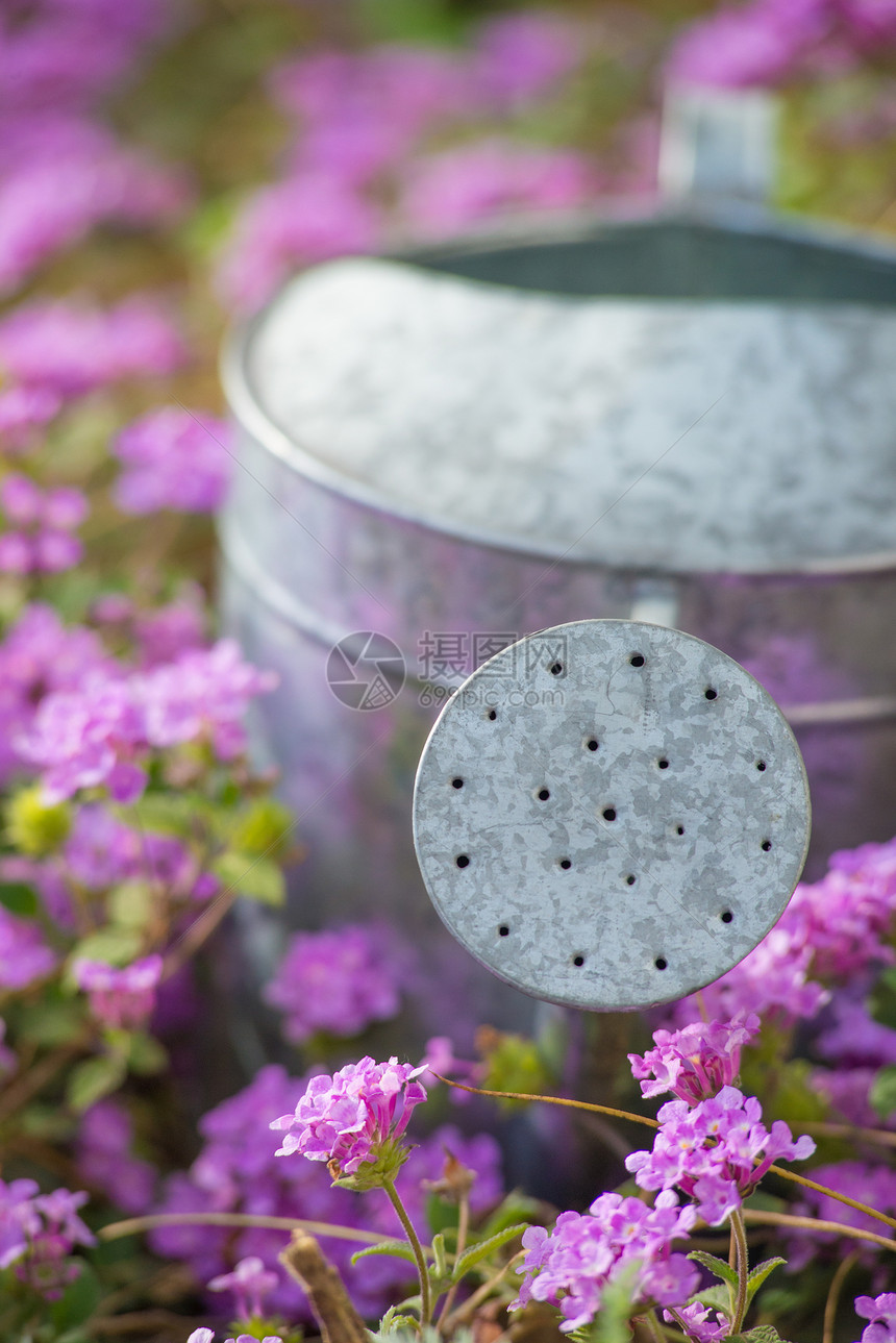 旧水罐金属用具花坛花园阳光静物闲暇爱好淡紫色晴天图片