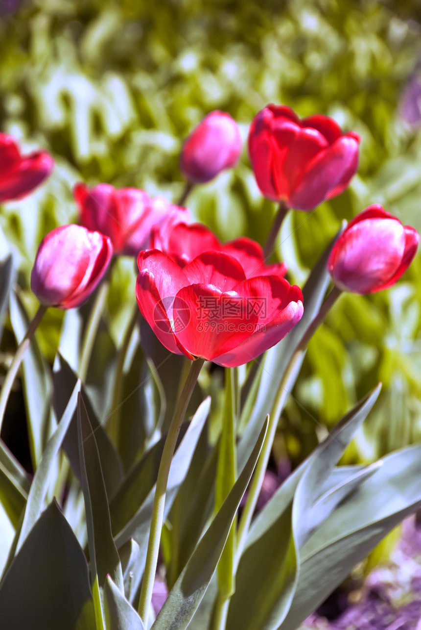 花园中的郁金香花束公园自然植物群季节花瓣浪漫场地花店太阳图片