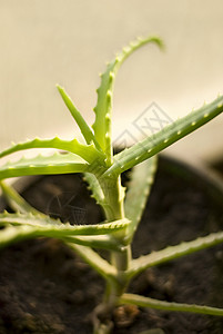 Aloe 单向叶子多肉植物植物情调自然世界盆栽对象中心异国影棚背景图片