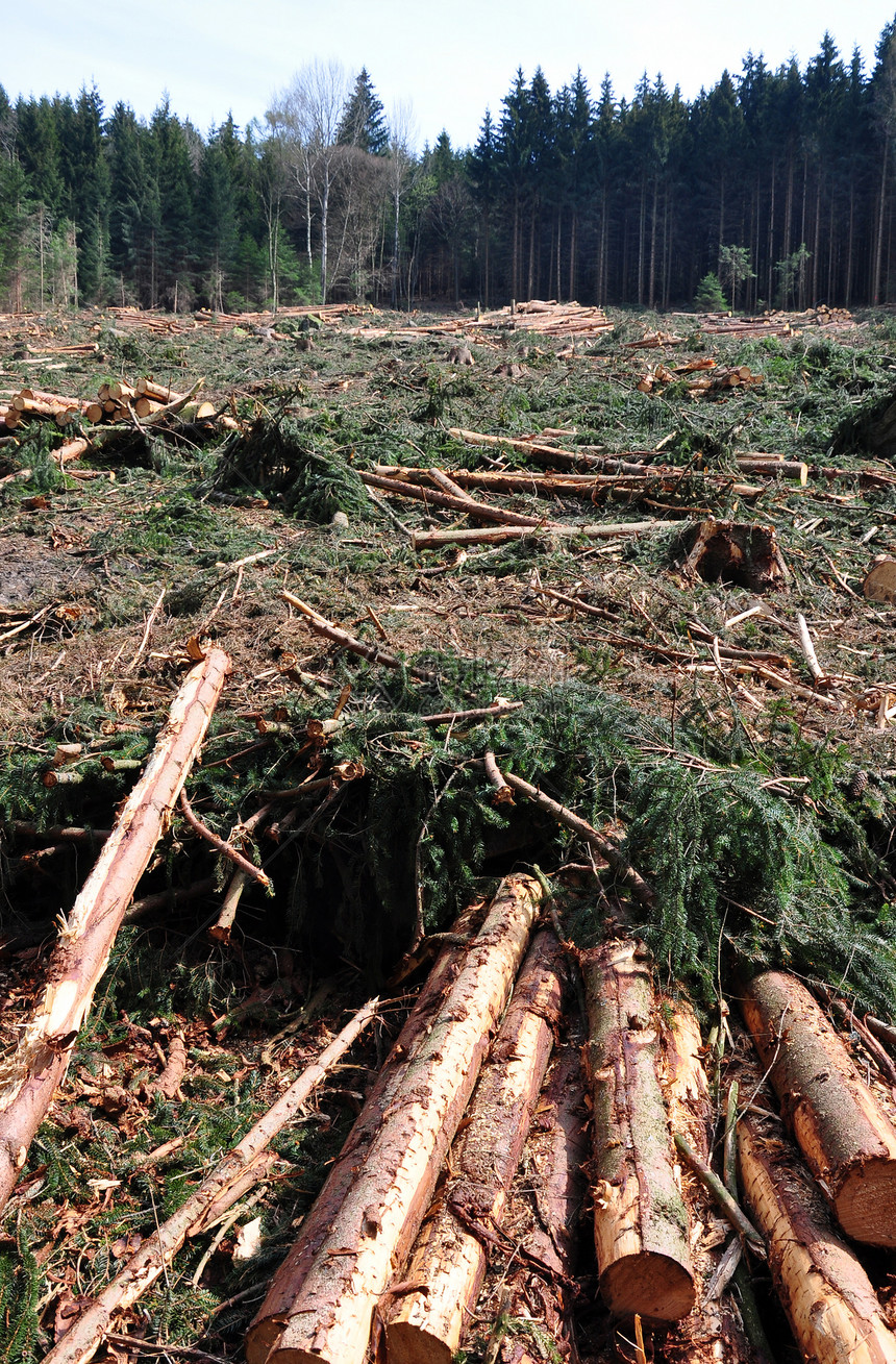 木材伐木记录木头日志森林树干砍伐收成树木图片