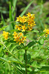 黄线Lysimachia粗俗草本植物植物群植物黄色背景图片