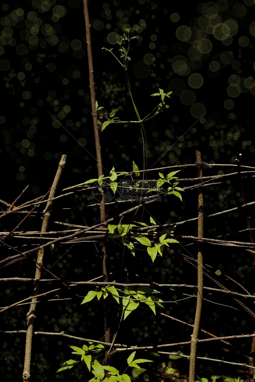 新生活的新生命绿色树叶树枝植物群花瓣黑暗影子黑色分支机构背景图片