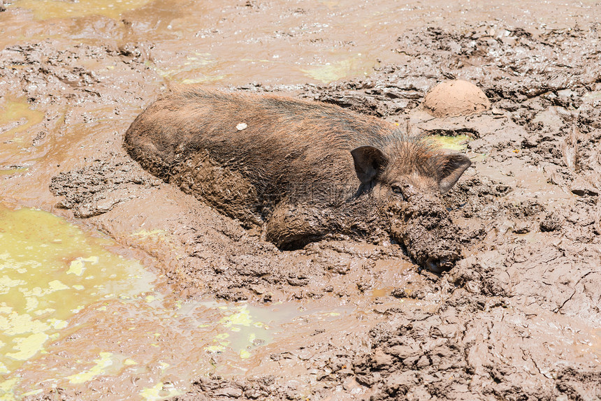 在泥里埋着的大头黑黑野猪木头农场森林毛皮眼睛环境游戏耳朵男性野生动物图片