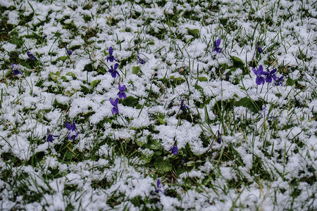 雪 草和花背景图片