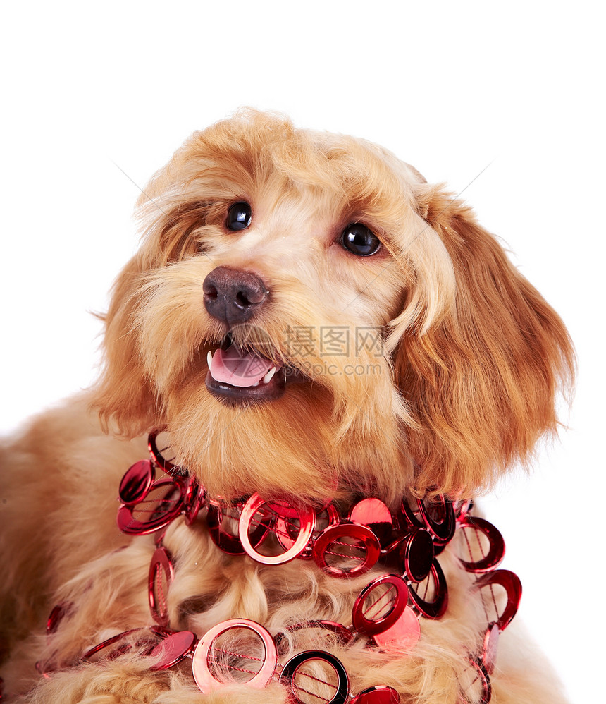 红装饰的装饰狗肖像动物小狗好奇心棕色褐色宠物朋友爪子脊椎动物哺乳动物图片