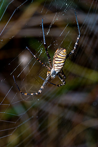 蜘蛛 阿吉波布伦尼奇危险黄色漏洞食肉条纹动物生活黑色野生动物宏观背景图片