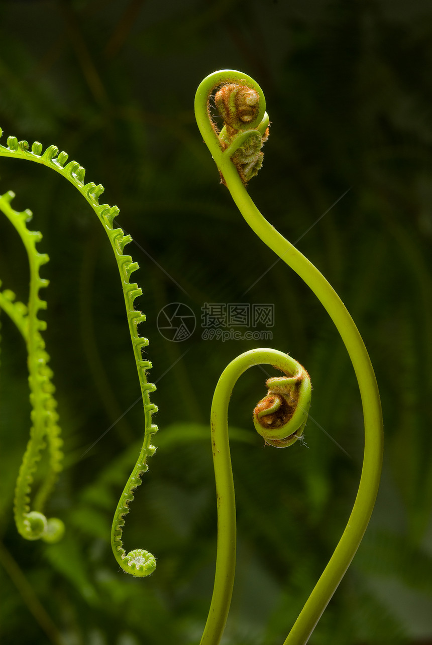 胎儿野生动物生长螺旋绿色植物群蜗壳幼苗植物学活力野花图片